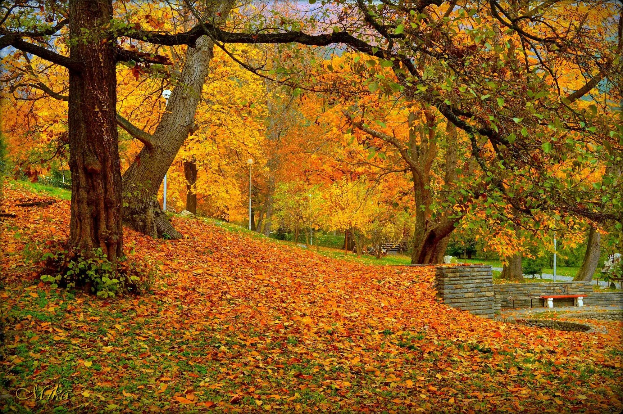 Осенняя природа. Осень. Осень лес дорога. Природа осень. М осенью.