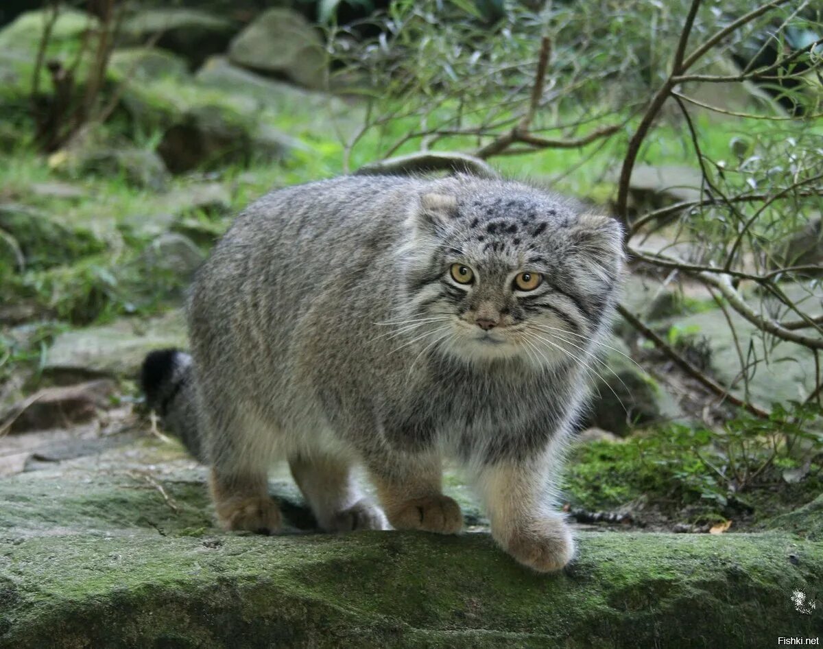 Дымчатый леопард индия. Сибирский дикий кот манул. Европейская дикая лесная кошка. Какие дикие кошки обитают. Калимантанская кошка.