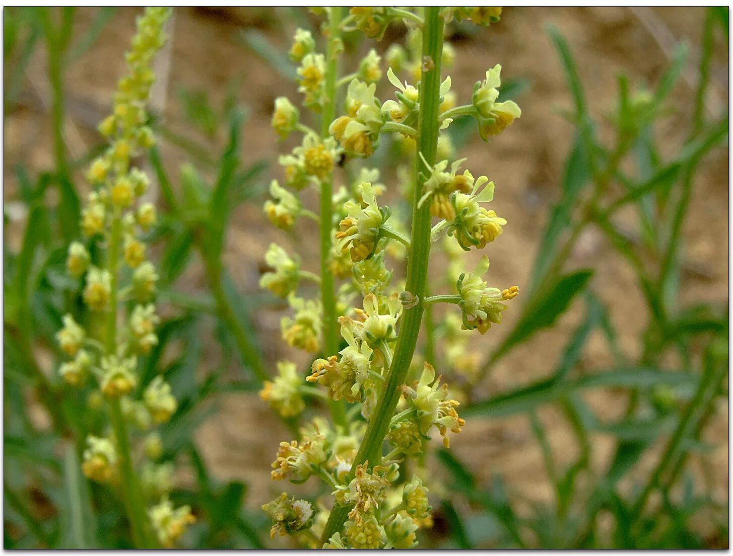 Reseda odorata. Reseda Phyteuma. Резеда жёлтая. Резеда Хавская душистая. Слушать резеду