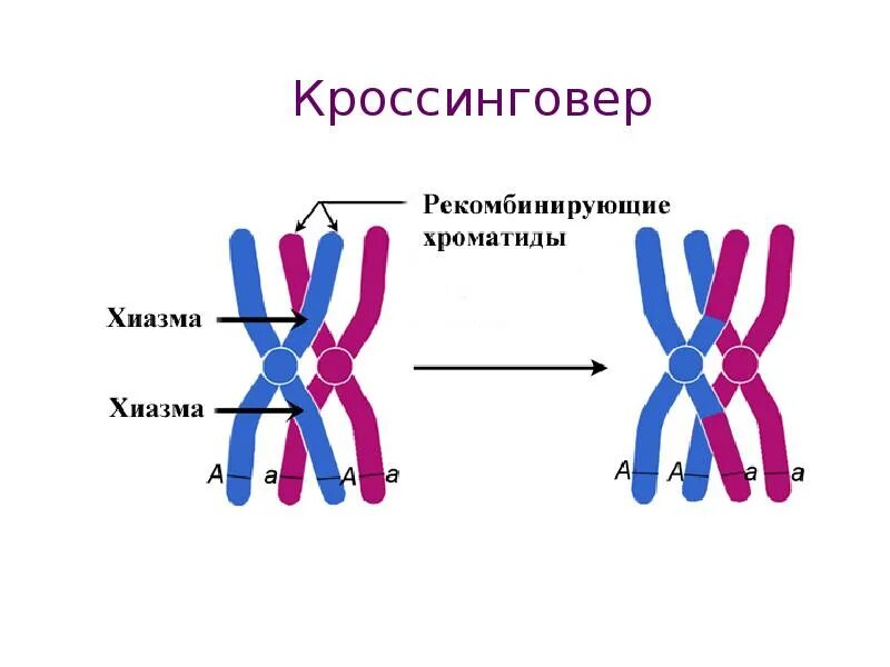 Задача без кроссинговера. Кроссинговер генетика. кроссинговер стадия мейоза. схема кроссинговера. конъюгация и кроссинговер схема.