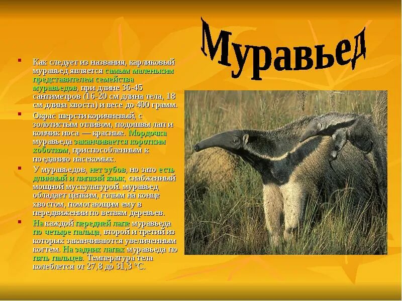 Брыкуша как еще называют
