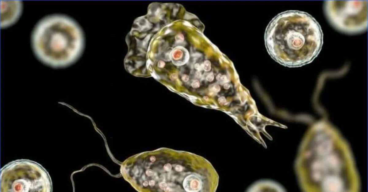 Одноклеточные организмы обитают в пресных водоемах. Амеба неглерия фоулера. Дизентерийная амеба. Амеба протей под микроскопом. Amoeba proteus микроскоп 600.