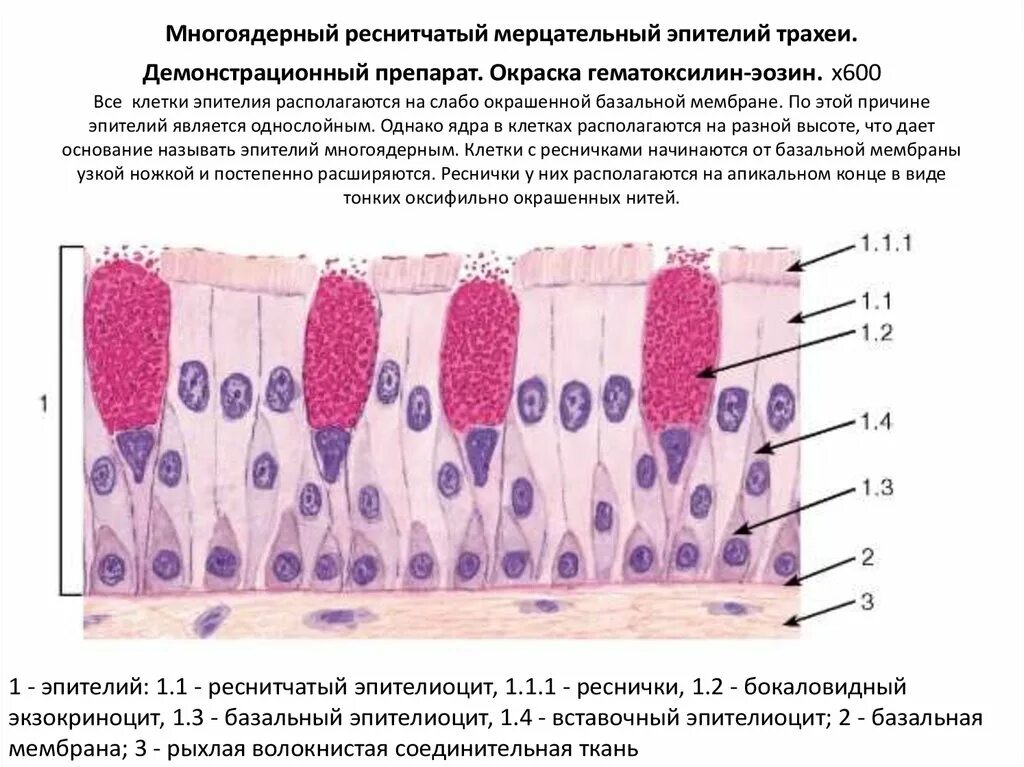 Функции мерцательного эпителия ткани