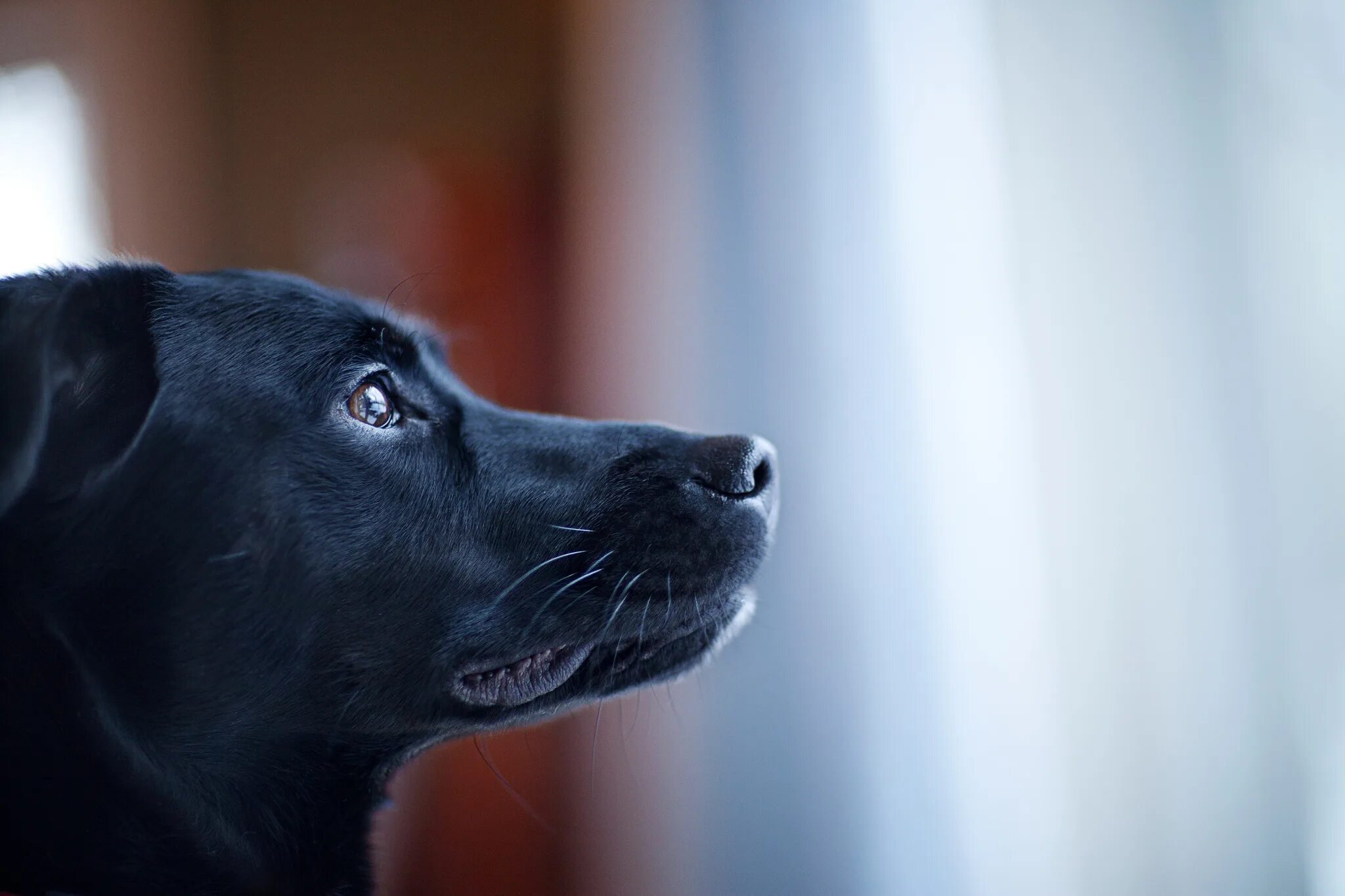 Dream dog. This dog is black. A big black bug bit. Как назвать черную собаку. Собака на черном фоне.
