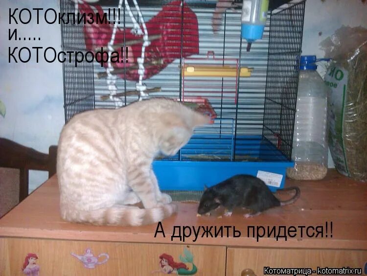 Придется дружить. Придется дружить