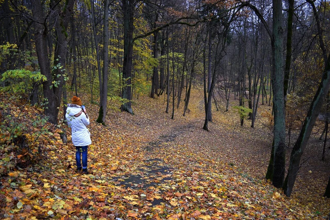 Прогулка в лес деревья. Воздух в лесу чист и свеж. лес и свежий воздух без людей. фото поссорившихся в осеннем лесу. autumn walking in the forest describe the picture.