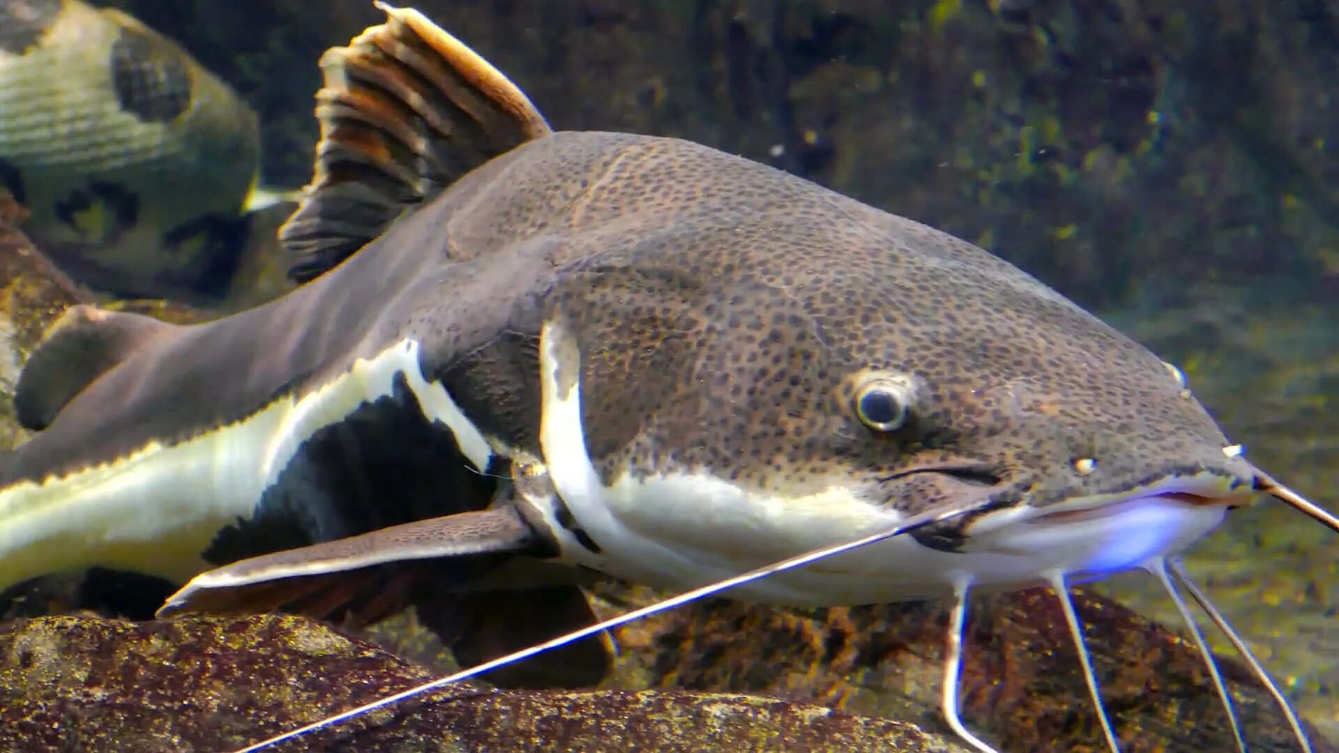 Сом фото. Phractocephalus hemioliopterus. Карликовый сомик амиур. Сомики американские бурые. Канадский сомик.
