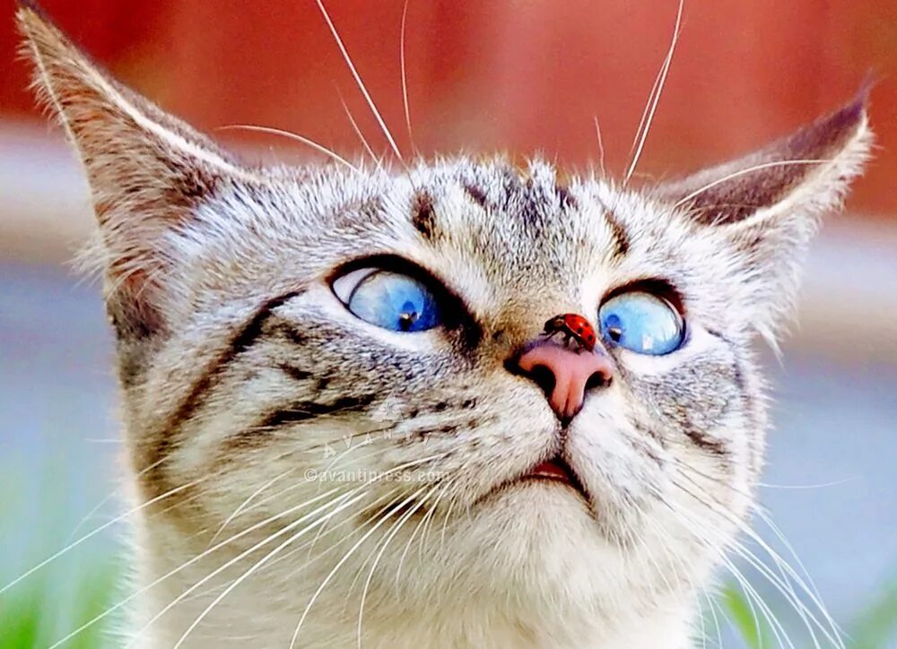 Со коте