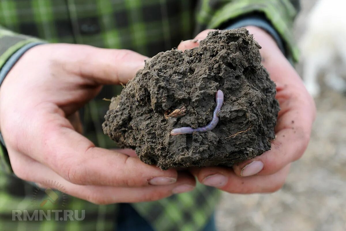 Плодородие животных. Животные влияют на плодородие почвы. Почва. Плодородие животных. Черноземные почвы.