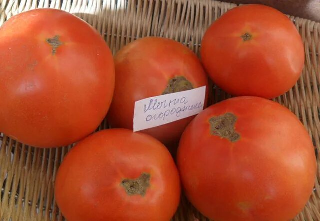 Сорт томата иришка. Седек томат огородник 0,1 гр. Семена томат мечта огородника седек. Томат фокусник. Седек томат мечта огородника.