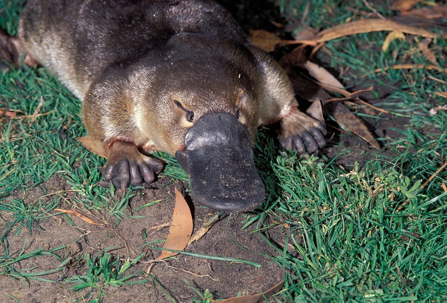 Утконос яйцекладущие млекопитающие. Сумчатый утконос. Сумчатый утконос. Утконос животное обитающее. Ornithorhynchus anatinus.