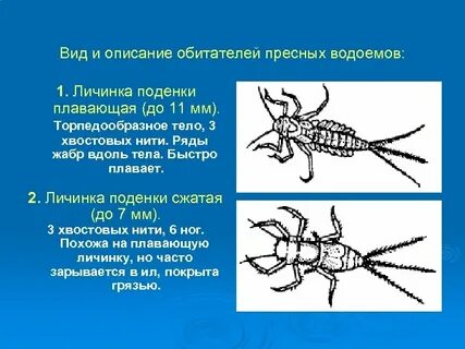 Опишем обитателей
