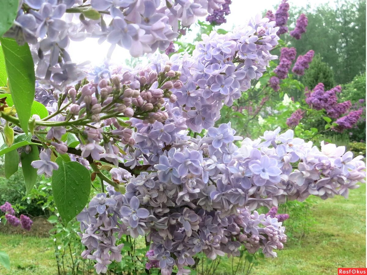 Расцвела сирень в моем садочке минус. Расцвела сирень в моем садочке минус. Расцвела сирень в моём садочке ля минор. Расцвела сирень в моем садочке минус. Расцвела сирень в моём садочке клип.