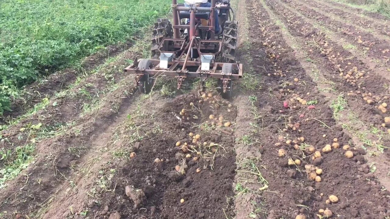Как сажать картошку после трактора