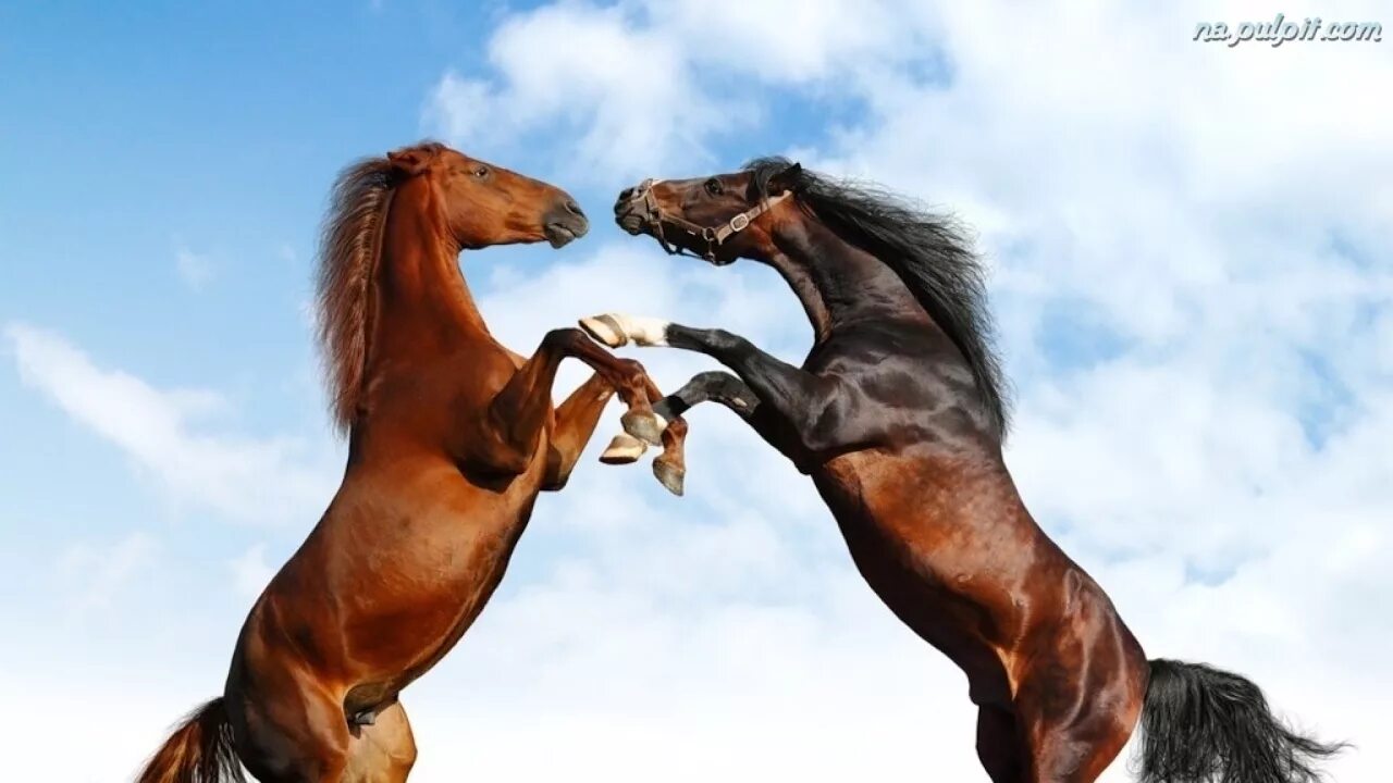 Две лошади друг напротив друга. Две лошади на дыбах Парфюм. Сувенир бегущие лошади. Защита из двух коней.