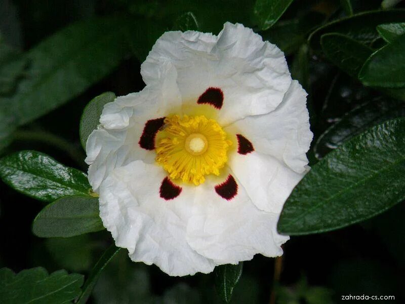 Лабданум что это. Cistus ladaniferus. ладанник лабданум. французский лабданум. ладанник монпельенский.
