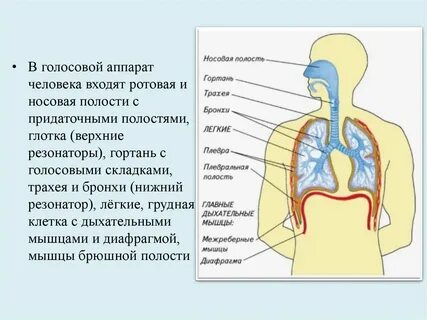 Гортань резонатор