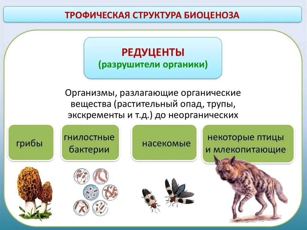 Производители органических веществ в природном сообществе называются. Трофическая структура биоценоза. Экосистема. Трофическая структура экосистем. Структура сообщества видовая пространственная трофическая. Биогеоценоз это в биологии.