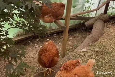 Куры щиплют перо друг у друга