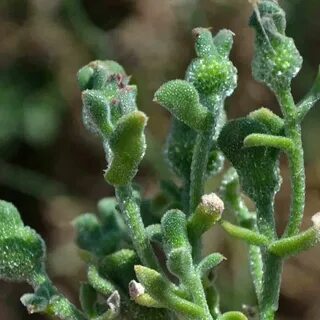 Ice plant