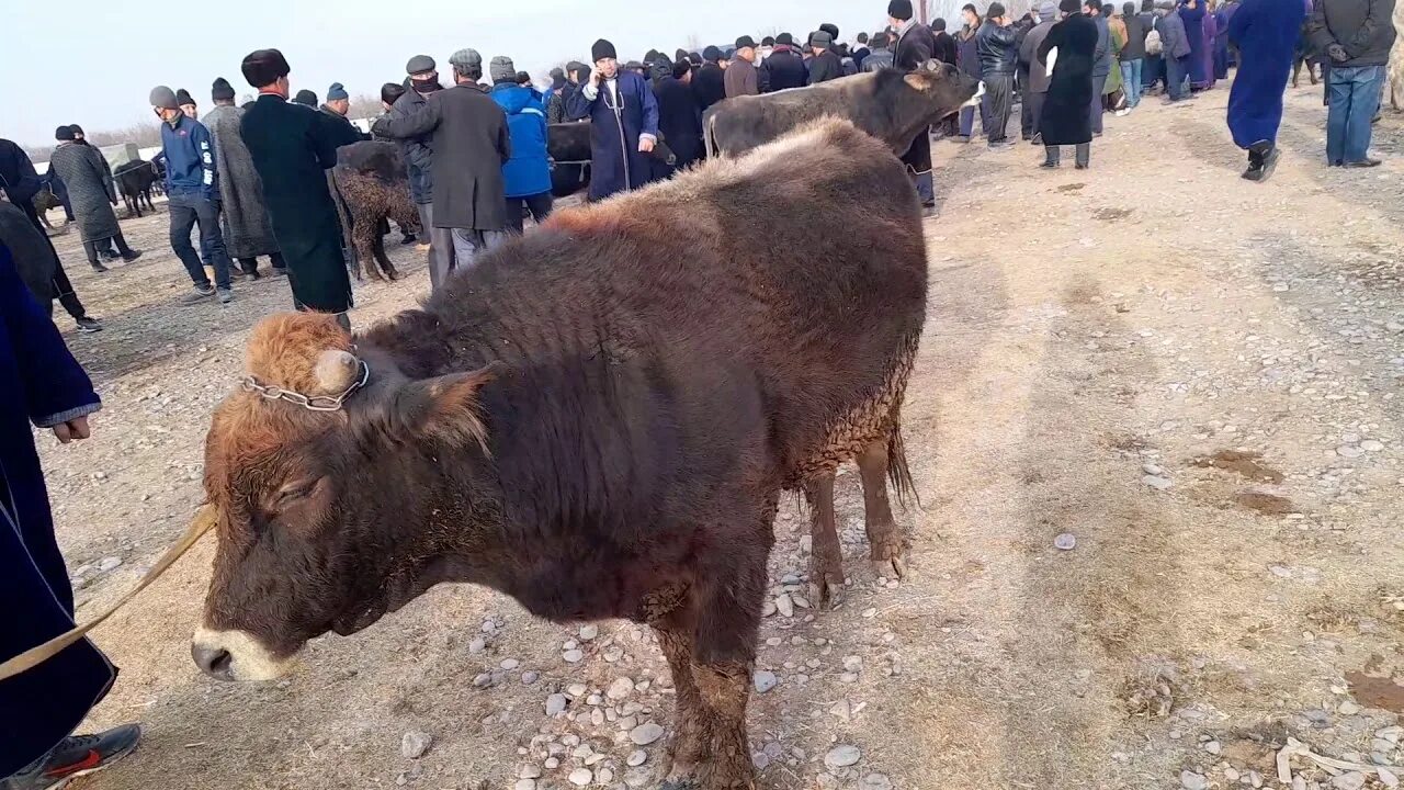 Кашкадарё камаши тумани. Обхава. Камаши пагода. Камаши. Кашкадарья камаши.