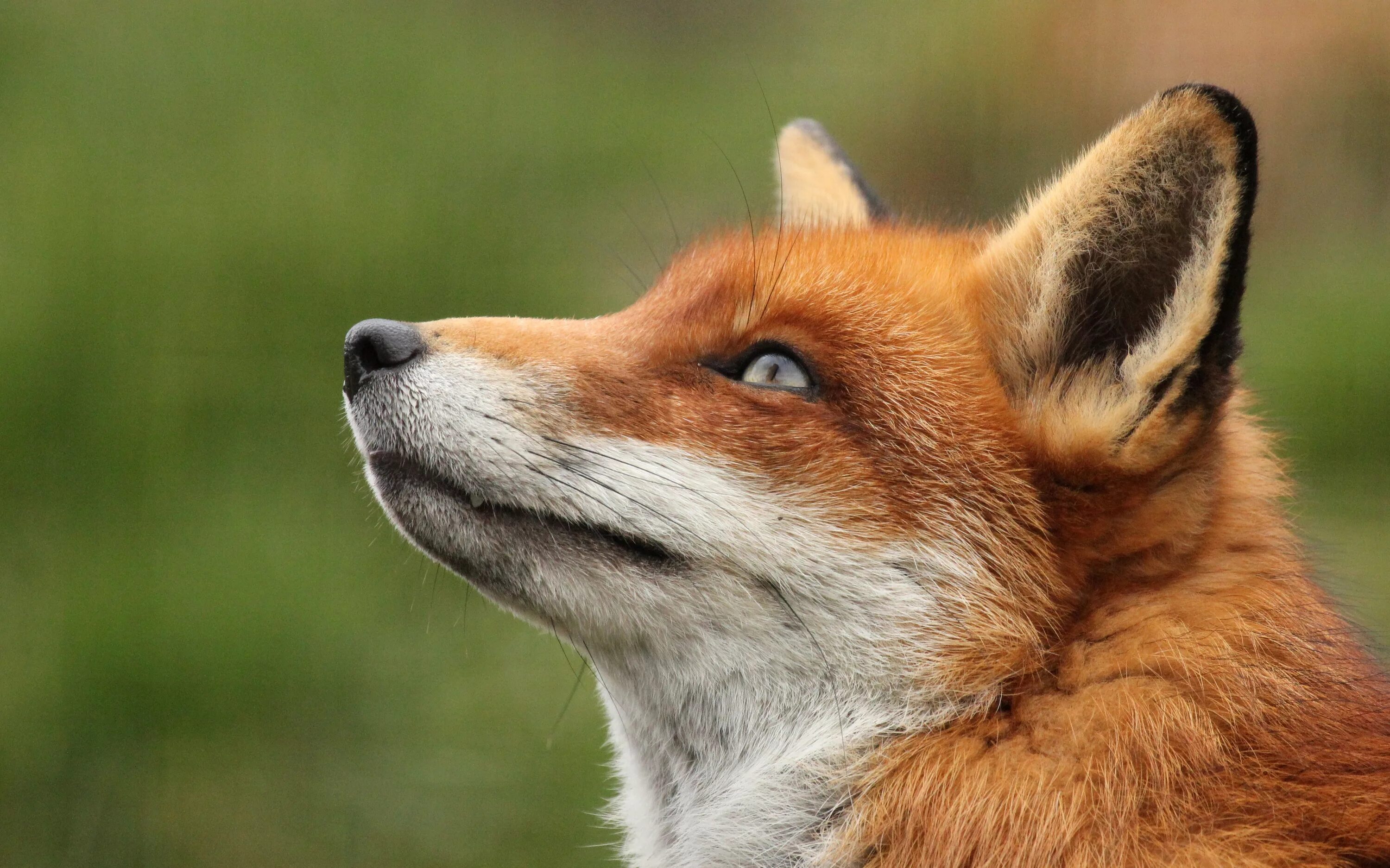Лиса морда. Фокс Фокс лиса Фокс. Красивые фото лисы на аву. Лиса обои. P fox