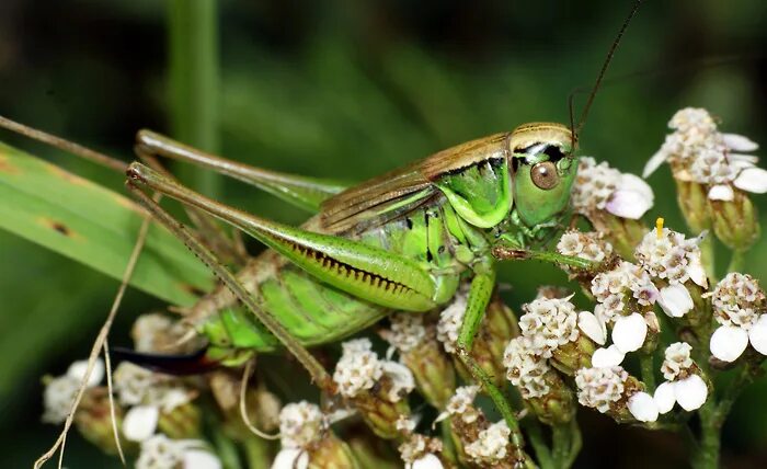 Отряды насекомых прямокрылые. Прямокрылые пища. Прямокрылые пища. Кобылка кузнечик. Зеленчук обыкновенный кузнечик.