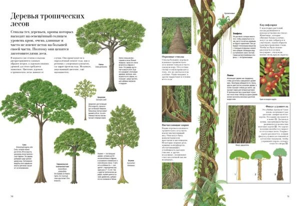 Clever tree