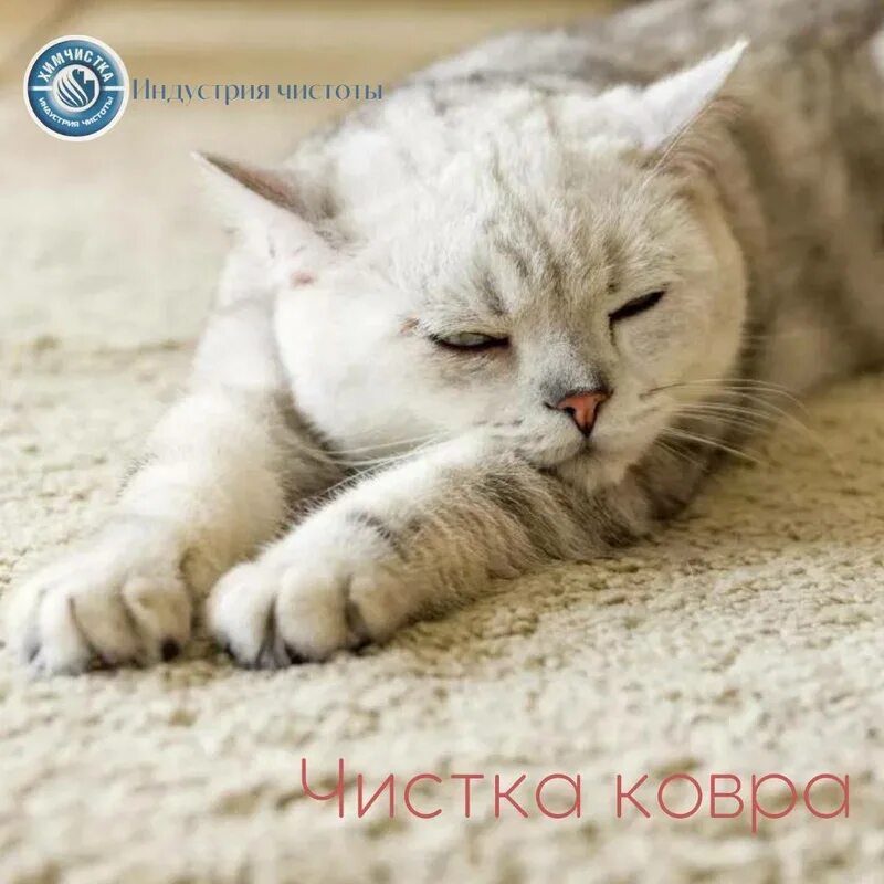 На ковре спал пушистый котенок. Котик лежит на спине. Кот на ковре. Плед с кошками. Белая кошка на белом ковре.