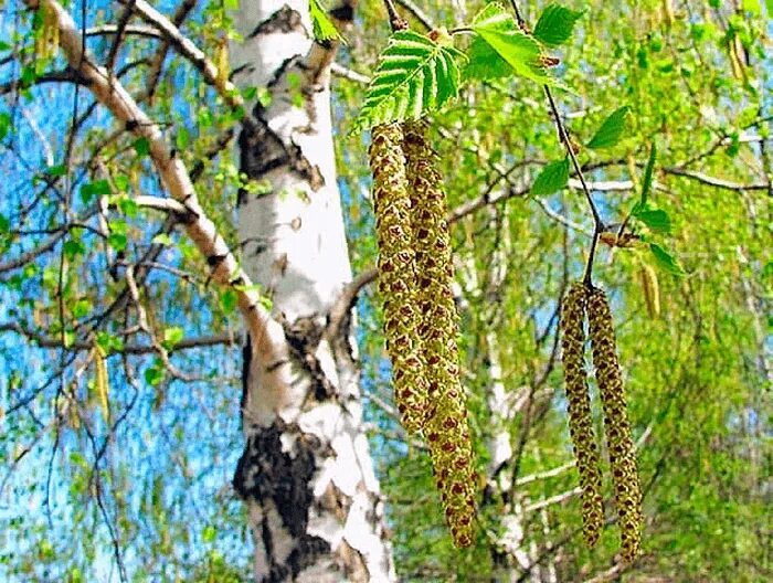 Березка войти. Береза Даурская (Betula dahurica). Ольха ветроопыляемое растение. Цветет бородавчатая береза. Береза Даурская ствол.