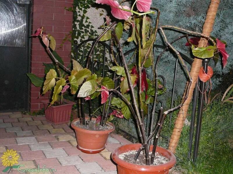 Бегония коралловая обрезка. Бегония клубневая королевская. Обрезка домашних растений. Бегония клубневая элатиор. Бегония коралловая прищипка.