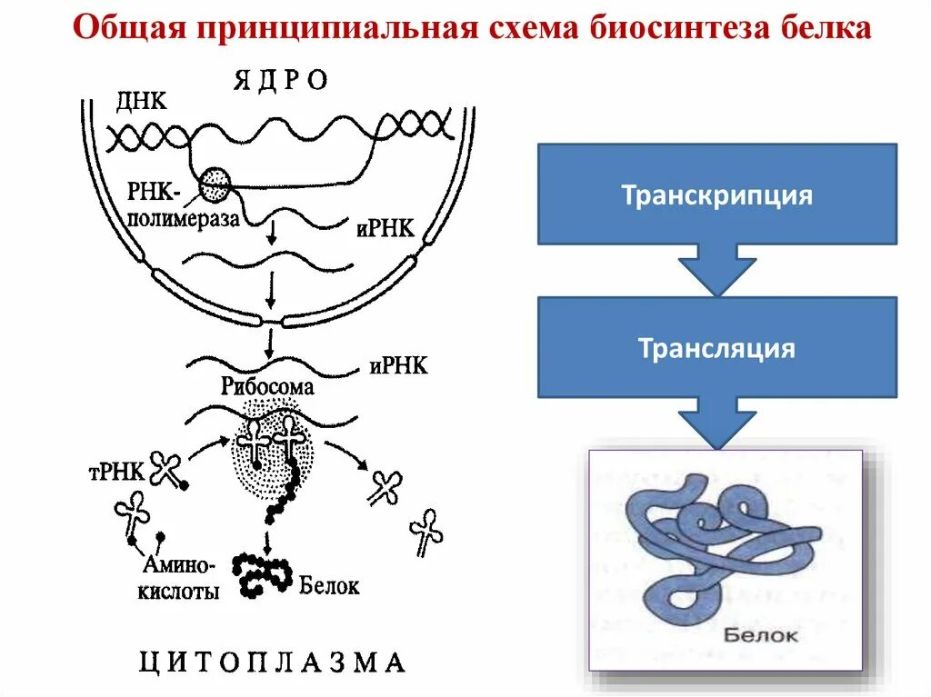 Взаимосвязь биосинтеза белка и дыхания. Транскрипция и трансляция Биосинтез белка. Общая принципиальная схема биосинтеза белка транскрипция трансляция. Биосинтез белка схема ЕГЭ. Схема биосинтеза белка транскрипция и трансляция.