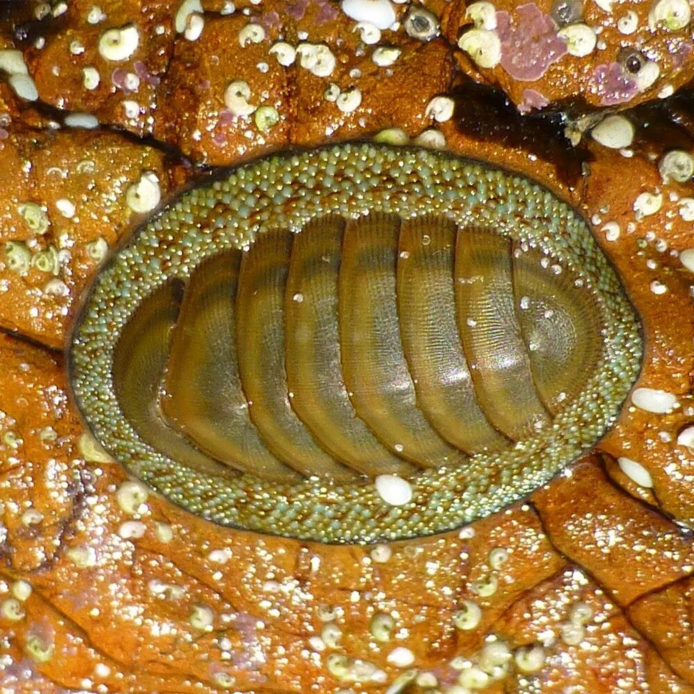 Chiton