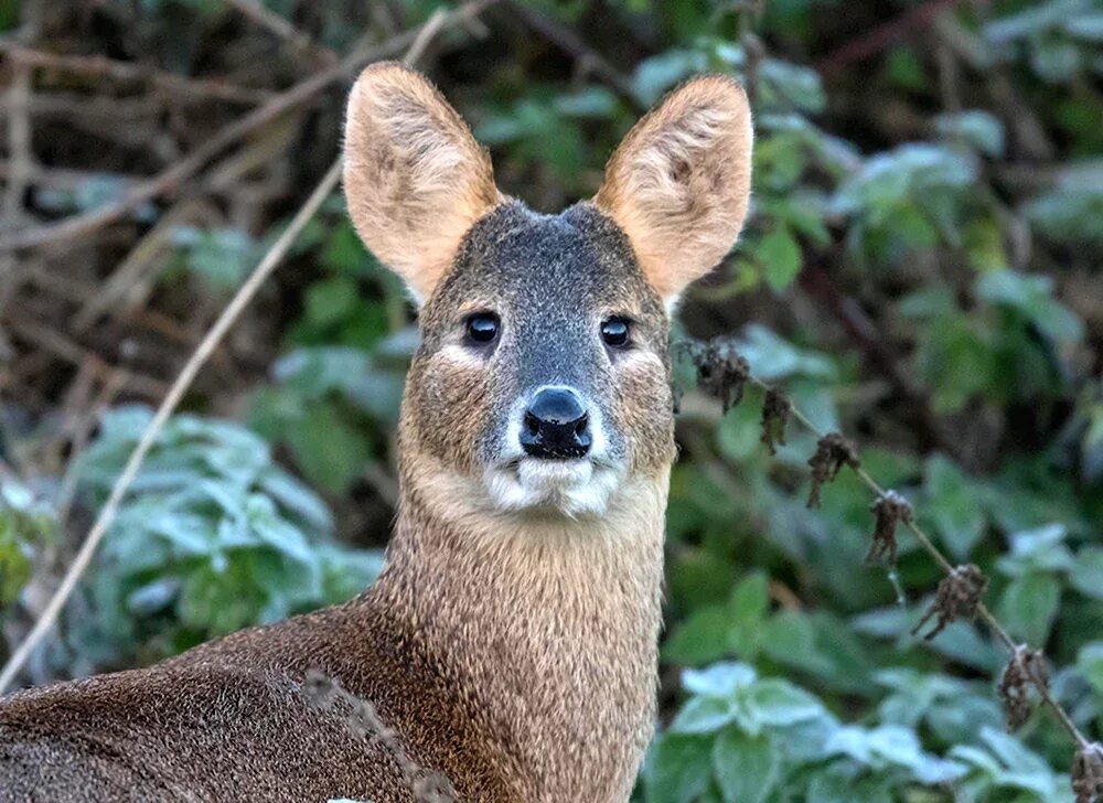 Кабарка. Сахалинская кабарга. Сахалинская кабарга Moschus moschiferus sachalinensis. Косуля и кабарга. Сибирская кабарга.