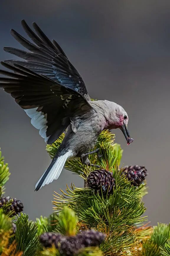 Ботинки мужские clarks desert. Clarks ботинки 15890. Clarks trigenic кроссовки женские. Ботинки мужские кожаные clarks 061213292. Грипсы 130 мм, с фиксаторами.