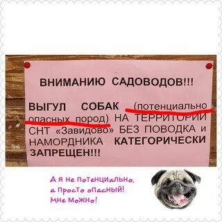 Собака без намордника какая статья
