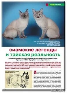 Чем отличаются таю