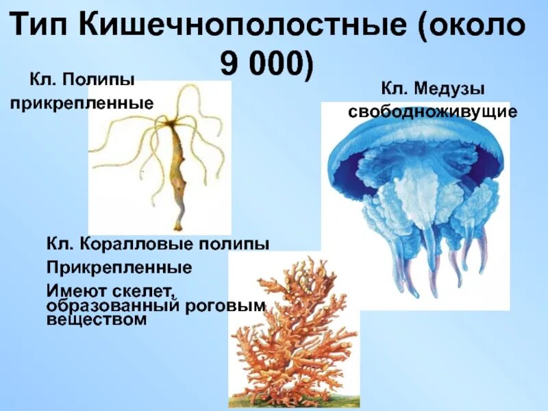 3 признака кишечнополостных. Кишечнополостные. Тип Кишечнополостные. Беспозвоночные Кишечнополостные. Виды кишечнополостных.