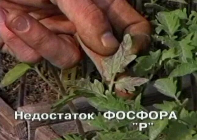 Почему листья рассады помидор становятся фиолетовыми. Дефицит фосфора у томатов. дефицит фосфора у рассады томатов. рассада томатов листья фиолетовые. фиолетовая рассада помидор.