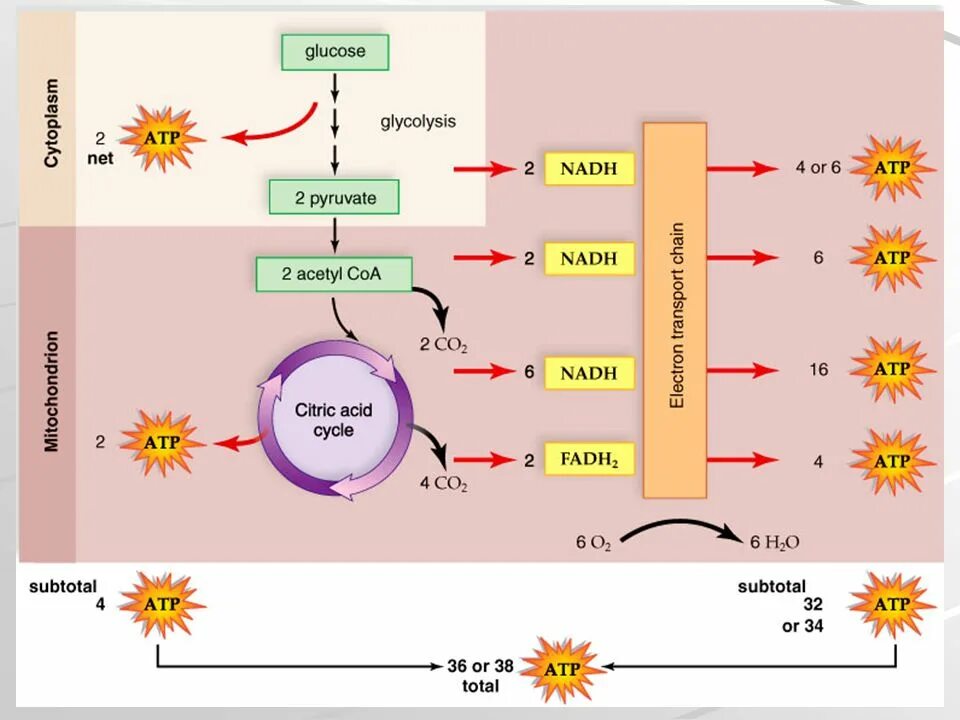 Преобразование энергии атф в энергию глюкозы. Цикл Кребса выход АТФ. Этапы энергетического обмена цикл Кребса. Цикл Кребса АТФ количество. Энергетический выход цикла Кребса АТФ.