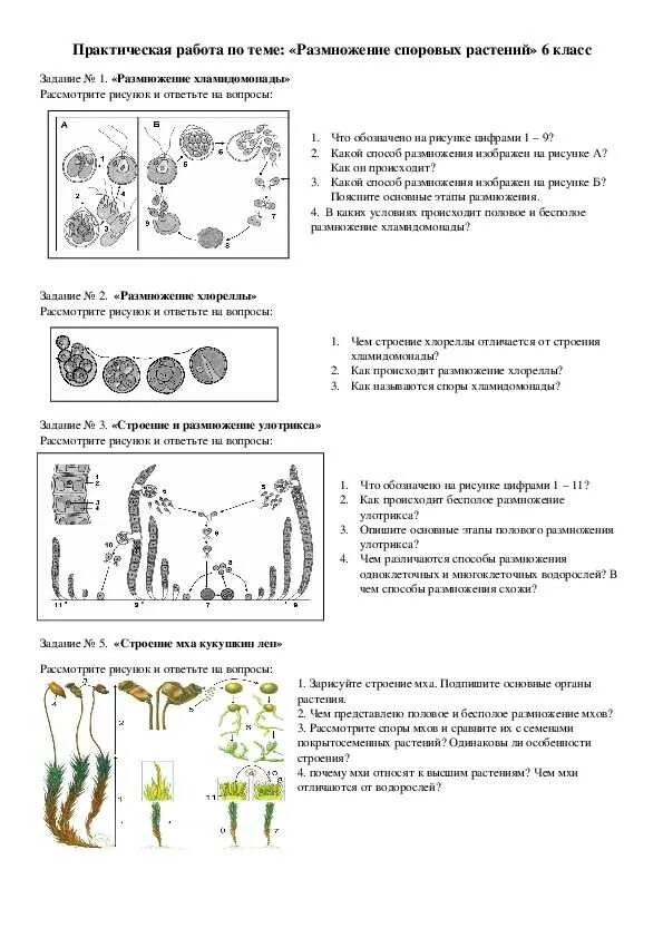 Размножение растений 6 класс тест с ответами. Размножение споровых растений таблица 6 класс биология. Схема размножения высших растений. Размножение споровых растений 6 класс таблица. Размножение споровых растений таблица.