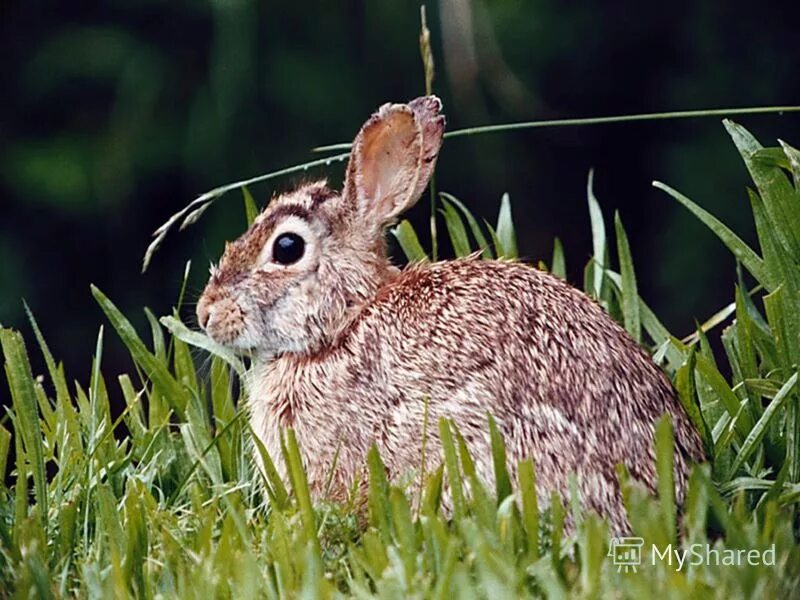 Fill in natural animal. Заяц фото. Жук кролик. Кролик белка.