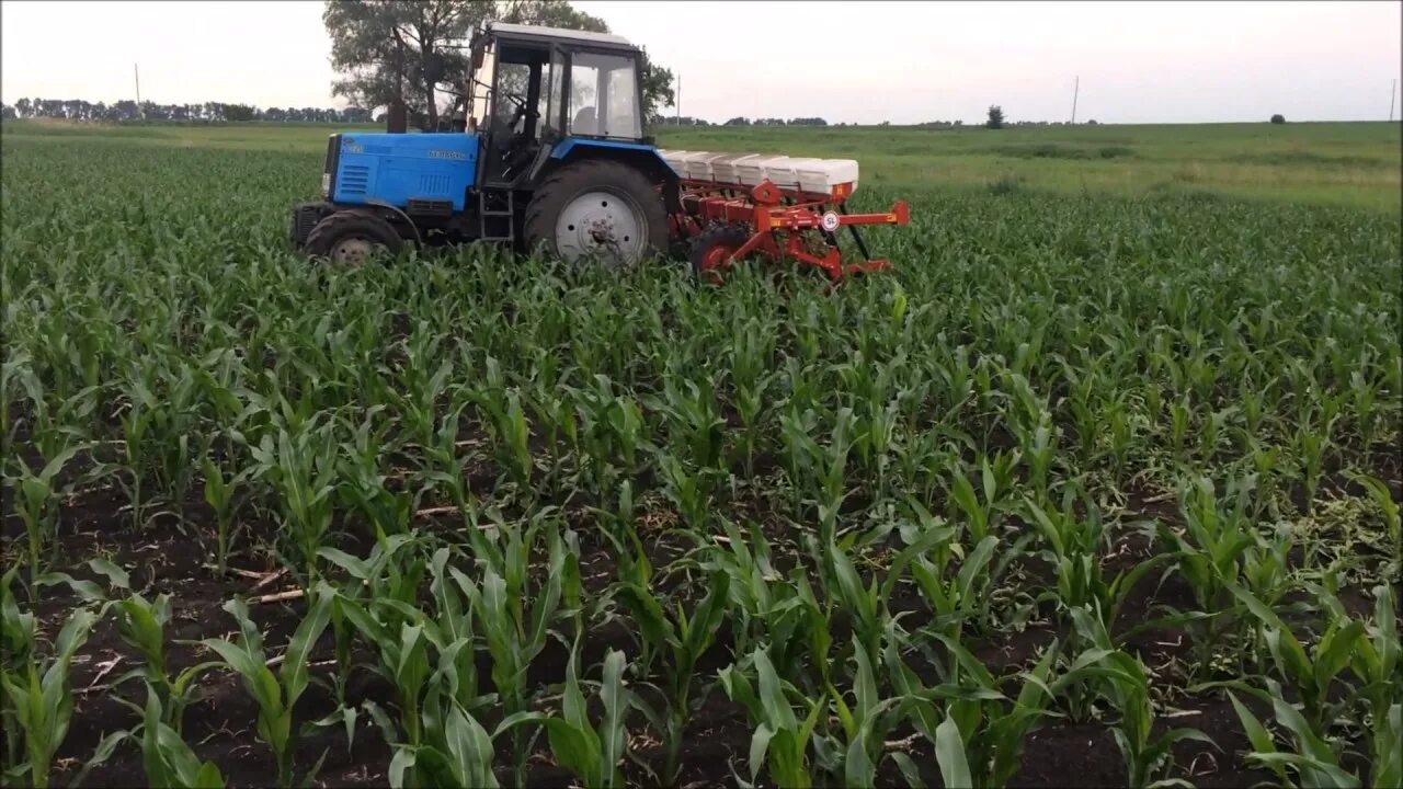 Прополка кукурузы. Удобрение кукурузы. Систем удобрений под кукурузу. Внесение удобрений кукуруза. Урожайность кормовой