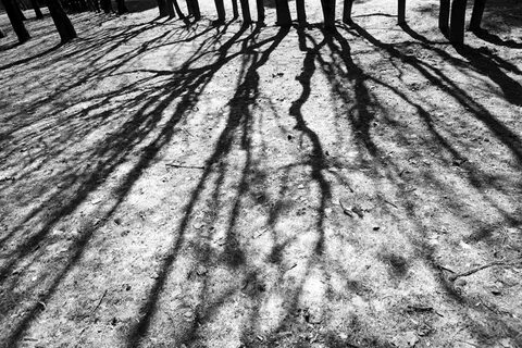 See shadow