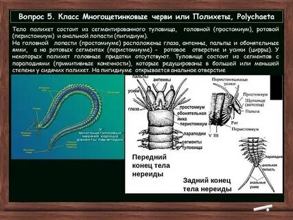 Почему многощетинковые получили такое название