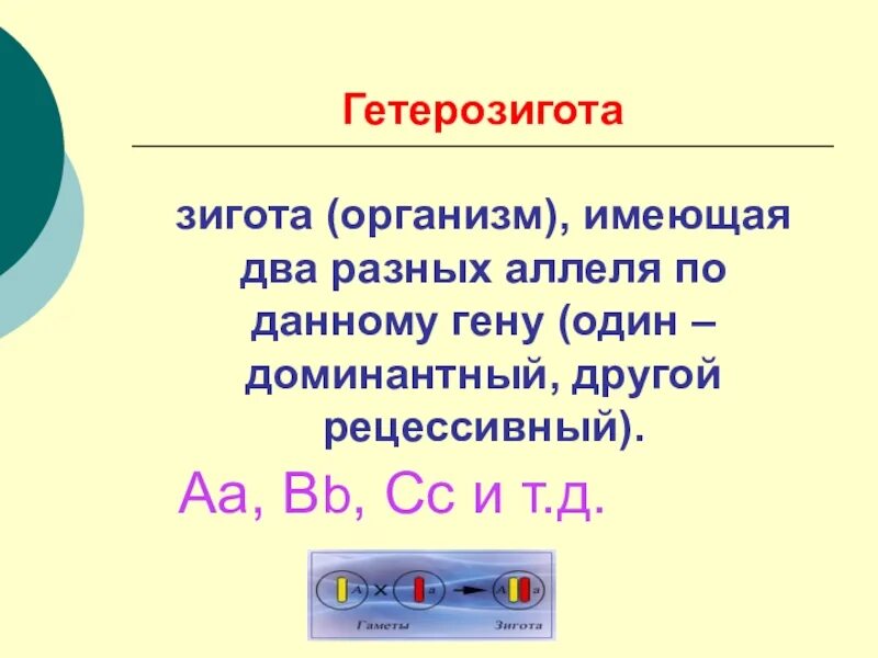 Определение гетерозигота. Гетерозигота. гетеро pbujnf. гетерозигота это в биологии кратко. гетерозигота пример.