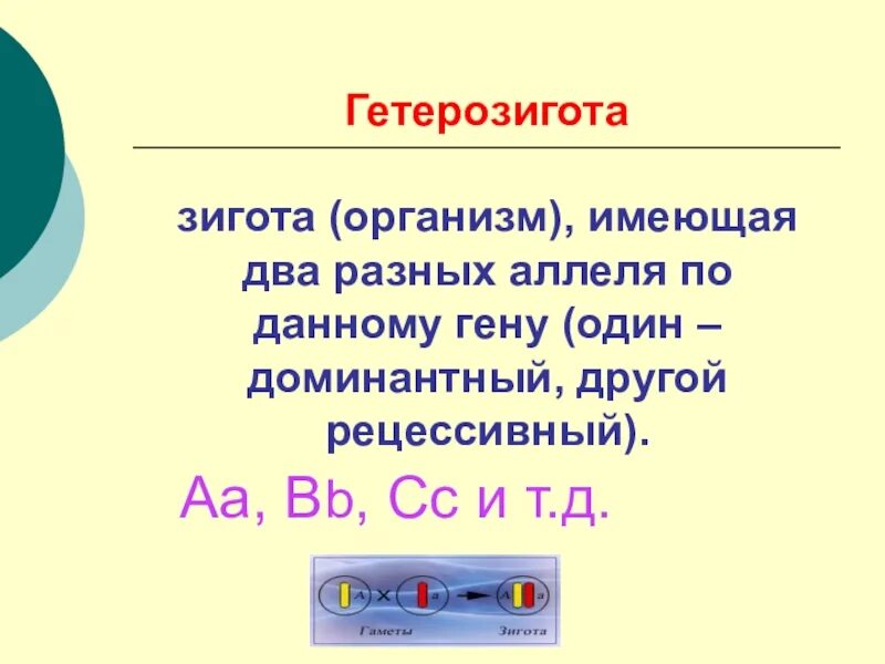 Гетерозигота. Гетеро pbujnf. Гетерозигота это в биологии кратко. Гетерозигота пример. Гетерозигота что это