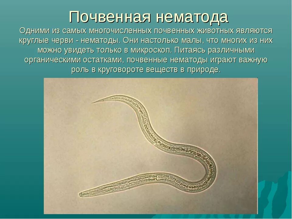 Круглые черви 3 типа. Свободноживущие нематоды. Свободноживущие нематоды черви. Галловая нематода червь.