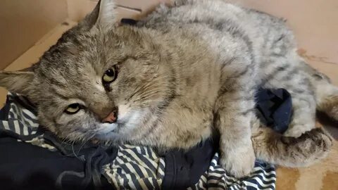 Нашелся котик