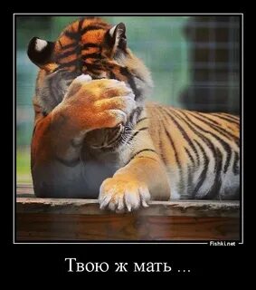 Ждем тигра